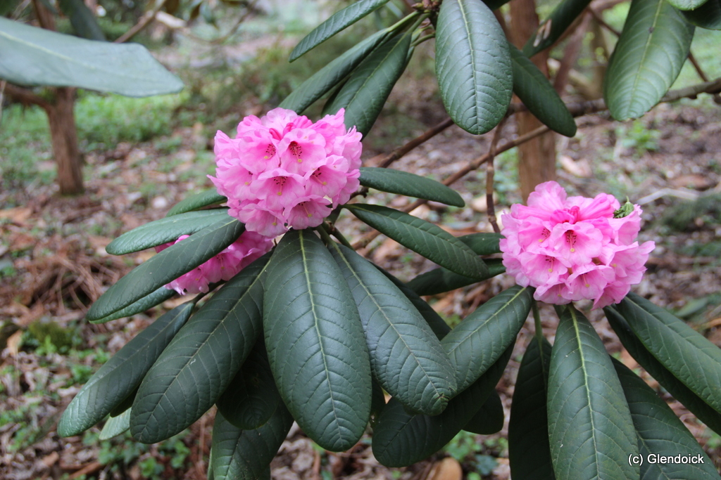 KESANGIAE  specimen Rhododendron 